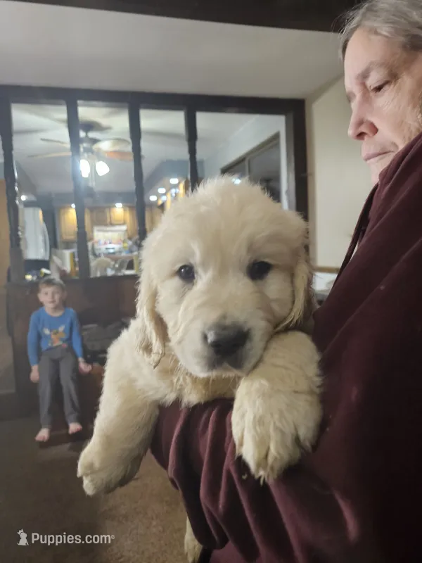 Bear – English Cream Golden Retriever puppy for sale in Collegeville, PA