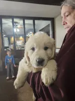 Bear, a male English Cream Golden Retriever for sale in Collegeville, PA – 1 of 2