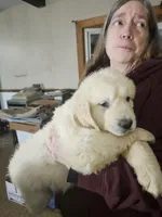 Sunset, a female English Cream Golden Retriever for sale in Collegeville, PA – 2 of 2