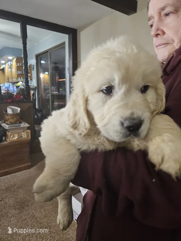 Sunset – English Cream Golden Retriever puppy for sale in Collegeville, PA
