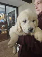 Sunset, a female English Cream Golden Retriever for sale in Collegeville, PA – 1 of 2