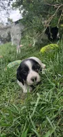 Oz, a male English Springer Spaniel for sale in Palisade, CO – 5 of 5