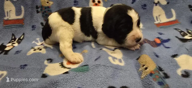 Oz – English Springer Spaniel puppy for sale in Palisade, CO