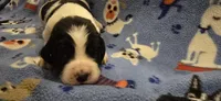 Oz, a male English Springer Spaniel for sale in Palisade, CO – Photo 2 of 3