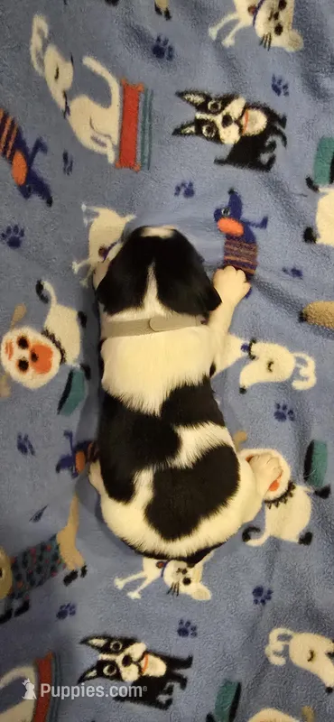 Oz – English Springer Spaniel puppy for sale in Palisade, CO