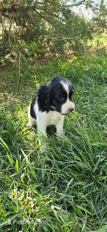 Firefighter – English Springer Spaniel puppy for sale in Palisade, CO