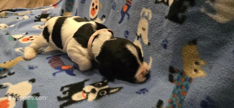 Buffy the Vampire Slayer – English Springer Spaniel puppy for sale in Palisade, CO