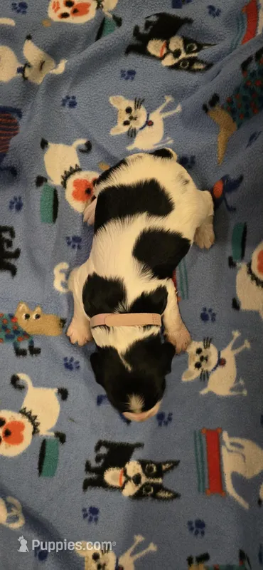 Buffy the Vampire Slayer – English Springer Spaniel puppy for sale in Palisade, CO