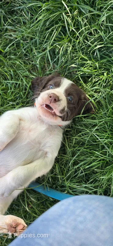 Loco Coconuts – English Springer Spaniel puppy for sale in Palisade, CO