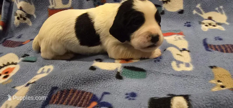Angel – English Springer Spaniel puppy for sale in Palisade, CO