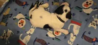 Angel, a male English Springer Spaniel for sale in Palisade, CO – Photo 2 of 2