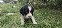 Oz, a male English Springer Spaniel for sale in Palisade, CO – 4 of 5