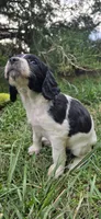 Buffy the Vampire Slayer, a female English Springer Spaniel for sale in Palisade, CO – 4 of 6