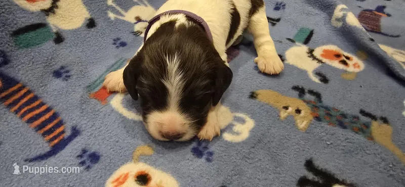 Cordelia – English Springer Spaniel puppy for sale in Palisade, CO