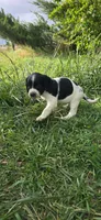 Buffy the Vampire Slayer, a female English Springer Spaniel for sale in Palisade, CO – 6 of 6