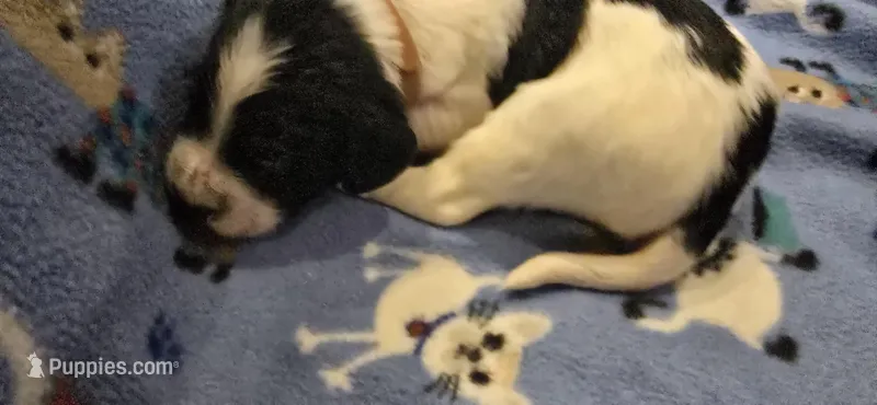 Giles – English Springer Spaniel puppy for sale in Palisade, CO