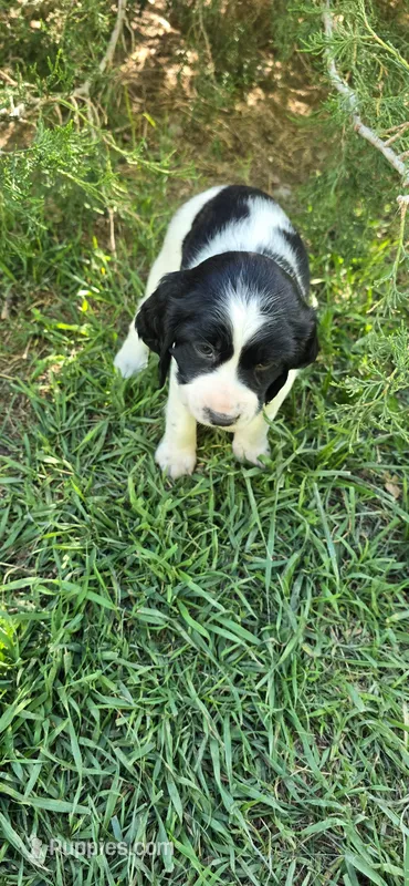Indianapolis Clowns – English Springer Spaniel puppy for sale in Palisade, CO