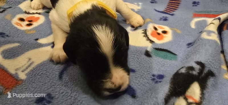 Spike – English Springer Spaniel puppy for sale in Palisade, CO