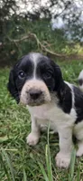 Buffy the Vampire Slayer, a female English Springer Spaniel for sale in Palisade, CO – 5 of 6