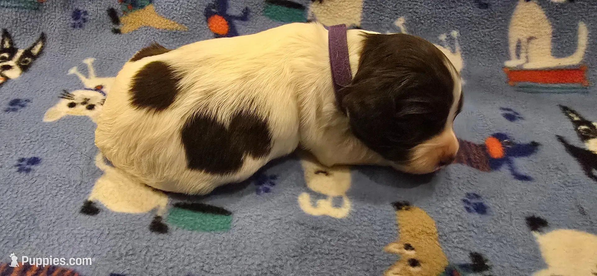 Cordelia, a female English Springer Spaniel for sale in Palisade, CO – Photo 2 of 3