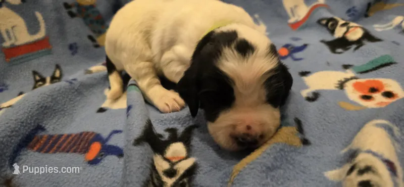 Riley – English Springer Spaniel puppy for sale in Palisade, CO