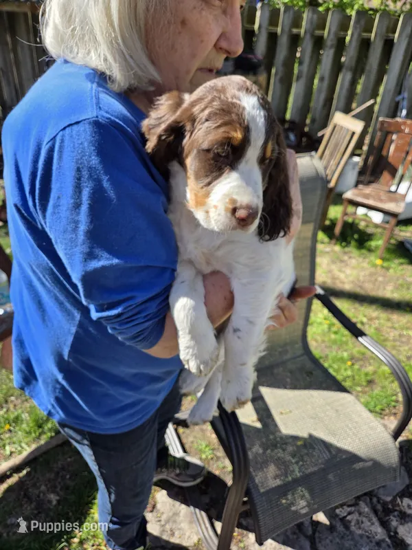 Remy – English Springer Spaniel puppy for sale in Green Bay, WI