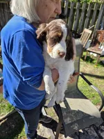 Remy, a female English Springer Spaniel for sale in Green Bay, WI – 1 of 1