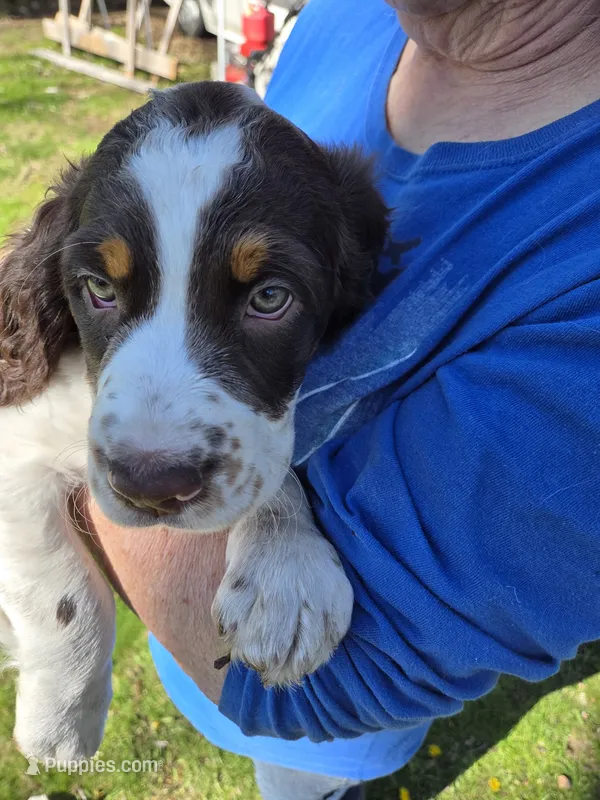 Colt – English Springer Spaniel puppy for sale in Green Bay, WI