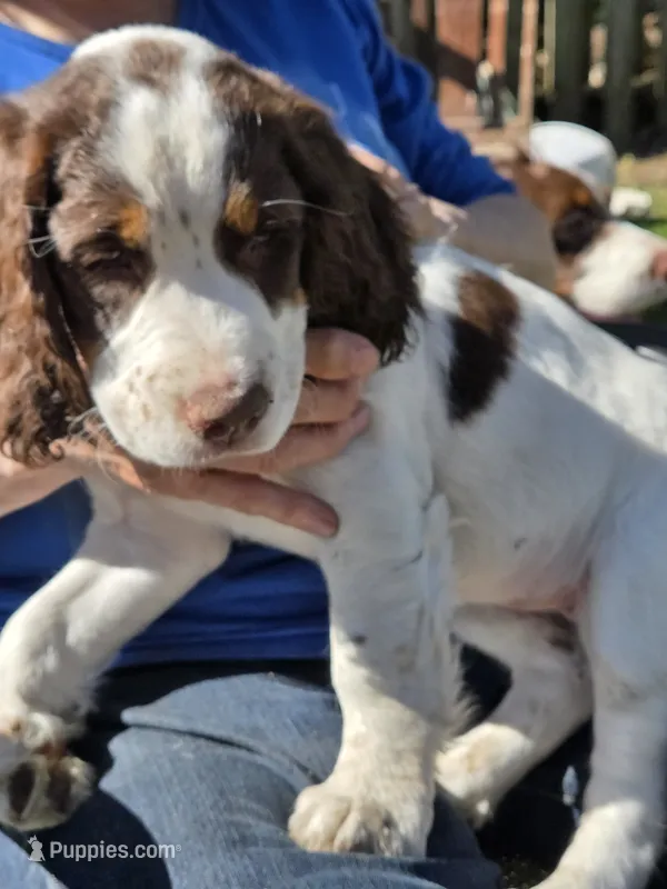 BB – English Springer Spaniel puppy for sale in Green Bay, WI