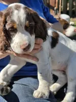 BB, a female English Springer Spaniel for sale in Green Bay, WI – 1 of 1