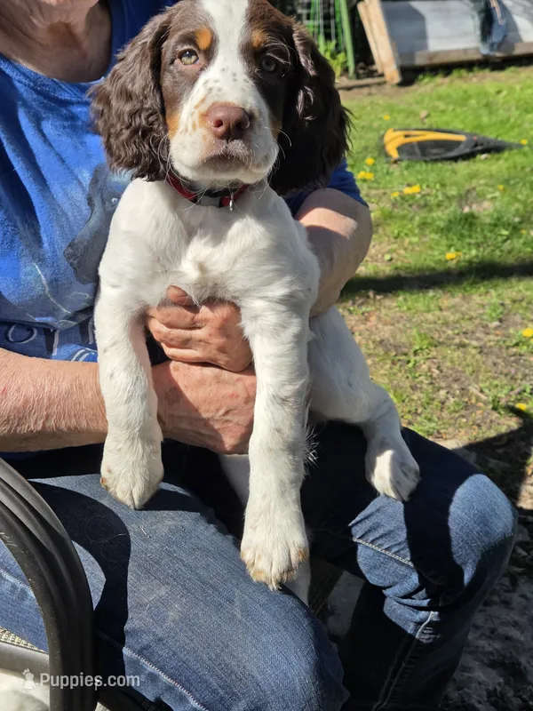 Daisy. – English Springer Spaniel puppy for sale in Green Bay, WI