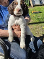 Daisy., a female English Springer Spaniel for sale in Green Bay, WI – 1 of 1