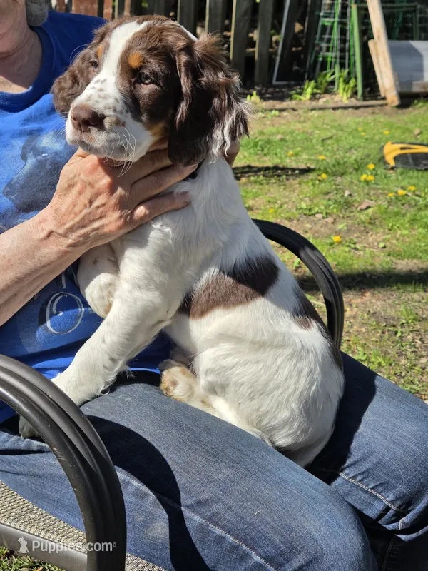 Winchester, a male English Springer Spaniel for sale in Green Bay, WI – 1 of 1