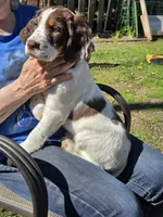 Winchester, a male English Springer Spaniel for sale in Green Bay, WI – 1 of 1