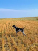 NAVHDA German Shorthaired Pointer puppies due, a  German Shorthaired Pointer for sale in Batesburg-Leesville, SC – 5 of 9