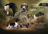 NAVHDA German Shorthaired Pointer puppies due, a  German Shorthaired Pointer for sale in Batesburg-Leesville, SC – 9 of 9
