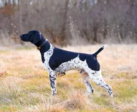 NAVHDA German Shorthaired Pointer puppies due, a  German Shorthaired Pointer for sale in Batesburg-Leesville, SC – 8 of 9
