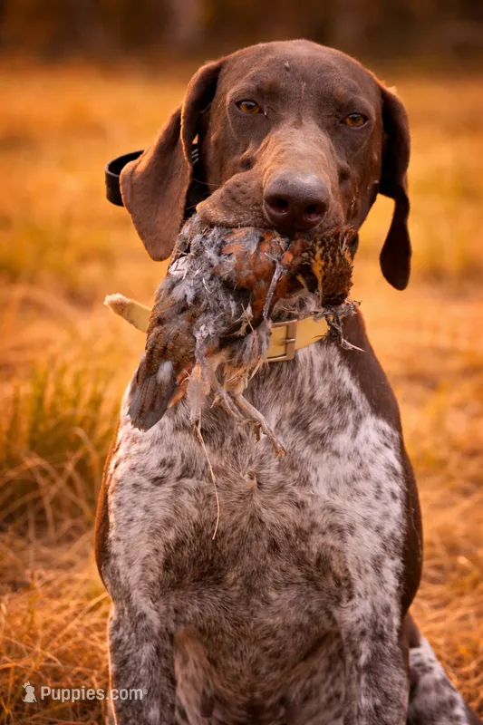 NAVHDA German Shorthaired Pointer puppies due – German Shorthaired Pointer puppy for sale in Batesburg-Leesville, SC