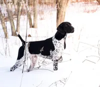 NAVHDA German Shorthaired Pointer puppies due, a  German Shorthaired Pointer for sale in Batesburg-Leesville, SC – 6 of 9