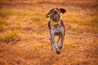 NAVHDA German Shorthaired Pointer puppies due, a  German Shorthaired Pointer for sale in Batesburg-Leesville, SC – 3 of 9