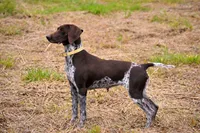 NAVHDA German Shorthaired Pointer puppies due, a  German Shorthaired Pointer for sale in Batesburg-Leesville, SC – 4 of 9