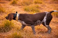 NAVHDA German Shorthaired Pointer puppies due, a  German Shorthaired Pointer for sale in Batesburg-Leesville, SC – 2 of 9