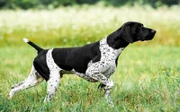 NAVHDA German Shorthaired Pointer puppies due, a  German Shorthaired Pointer for sale in Batesburg-Leesville, SC – 7 of 9