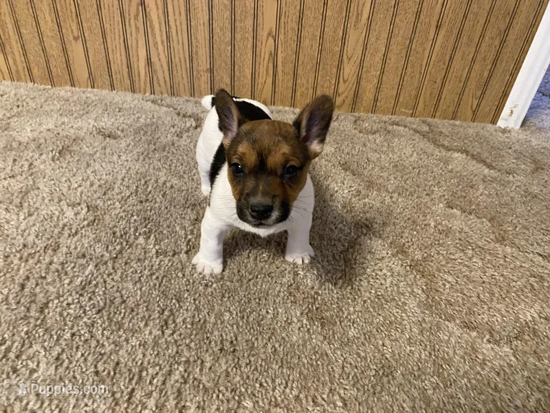 "Lil Girl" – Jack Russell Terrier puppy for sale in Casper, WY
