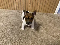"Lil Girl", a female Jack Russell Terrier for sale in Casper, WY – 1 of 4