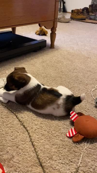Rascal, a female Jack Russell Terrier for sale in Casper, WY – 4 of 4