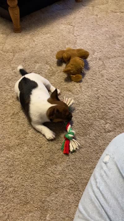 "Lil Girl", a female Jack Russell Terrier for sale in Casper, WY – 3 of 4