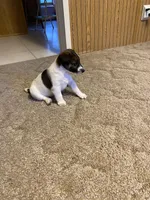 Rascal, a female Jack Russell Terrier for sale in Casper, WY – 2 of 4