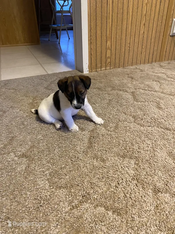 Rascal – Jack Russell Terrier puppy for sale in Casper, WY