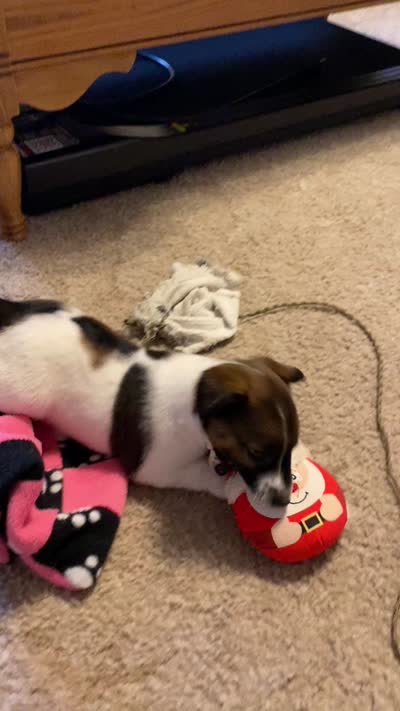 Rascal, a female Jack Russell Terrier for sale in Casper, WY – 3 of 4